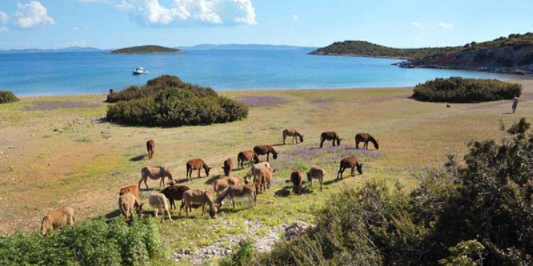 Adını duyunca şaşıracaksınız, gidince dönmek istemeyeceksiniz! Ne Maldivler ne Santorini: Marmara’nın gizli adası! 3